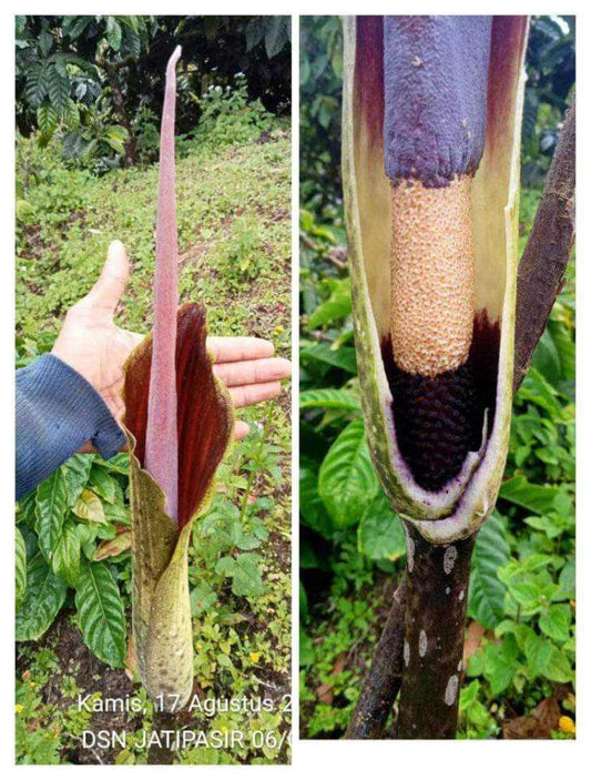 Amorphophallus raungensis "Black"