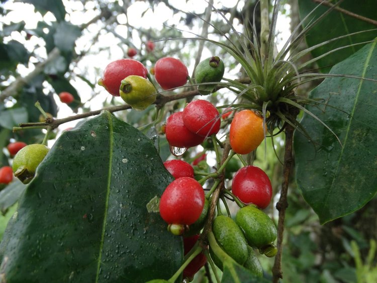 Eugenia cerasiflora