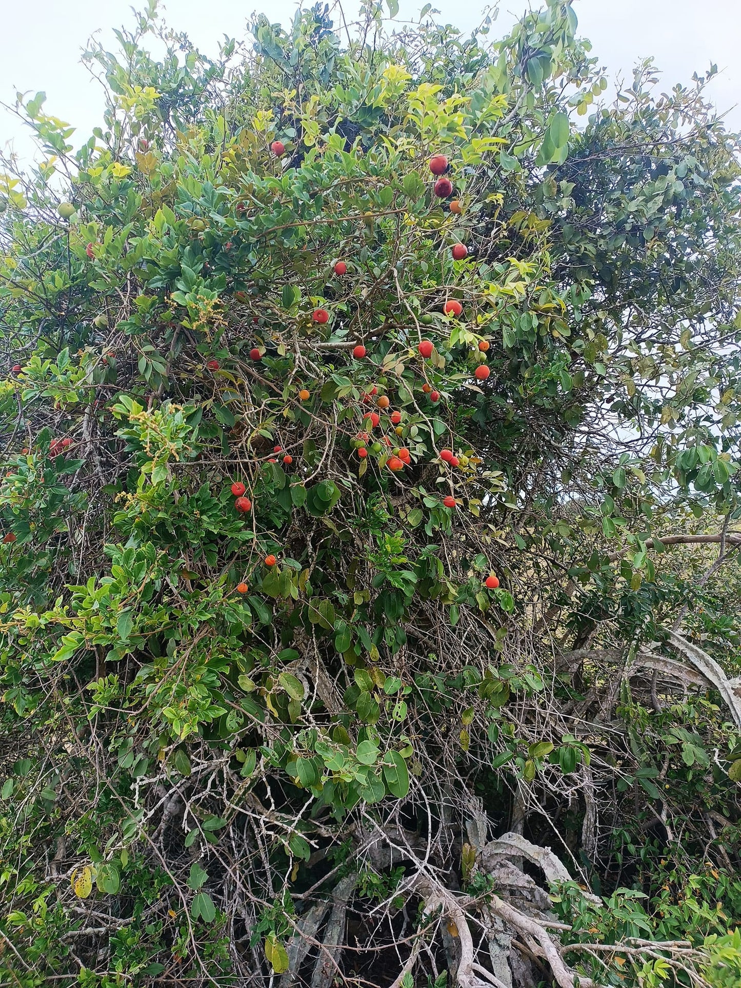 Myrciaria sp. "Pastora"