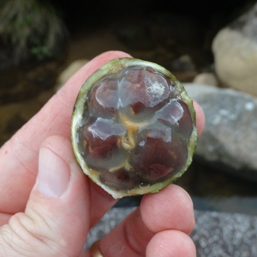 Peritassa hatschbachii
