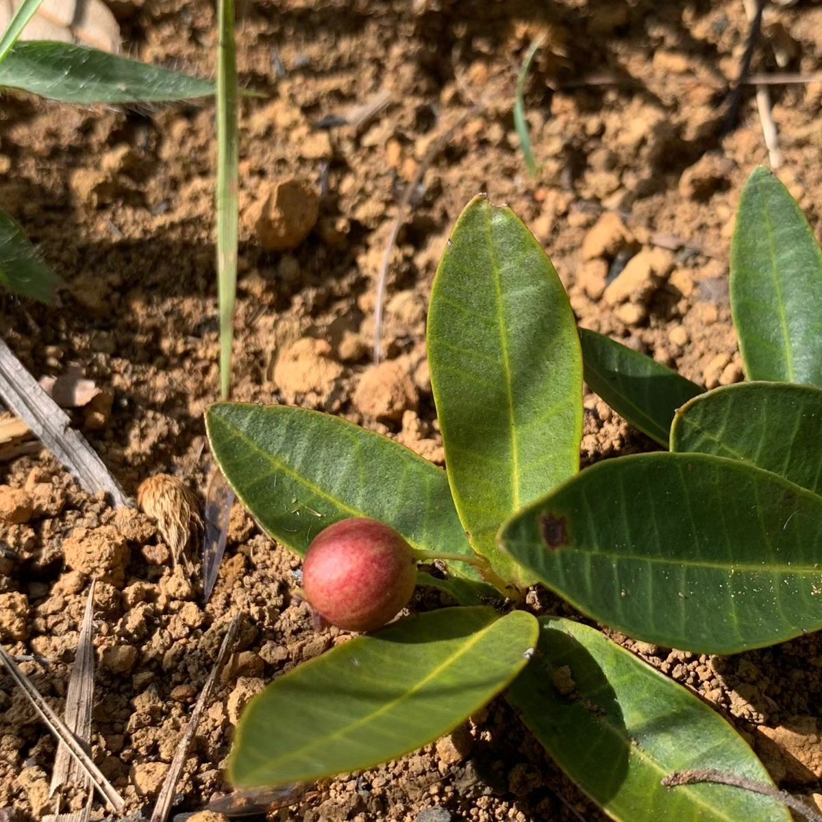 Eugenia veadeirensis - Germinated