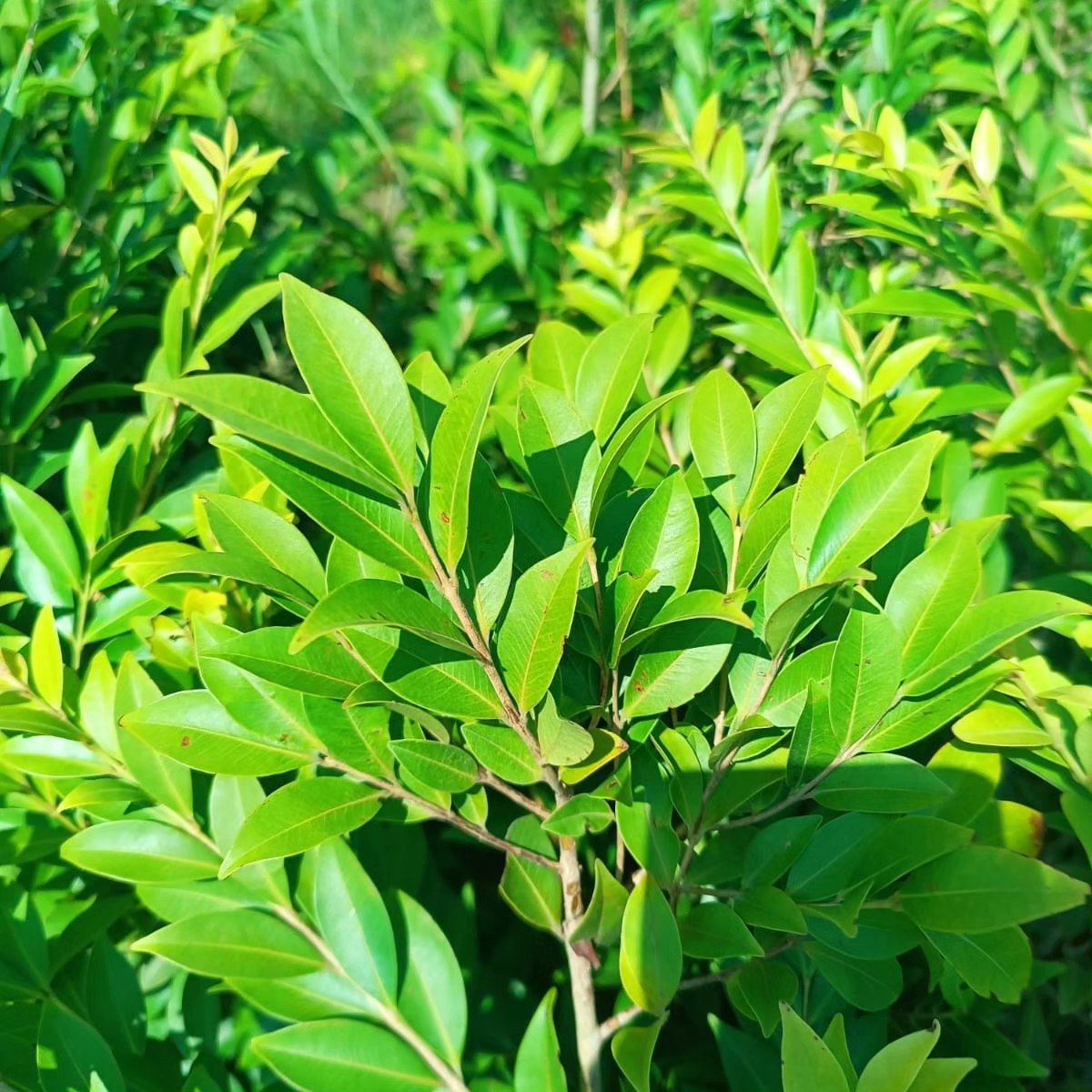 Myrciaria sp. "Pastora"