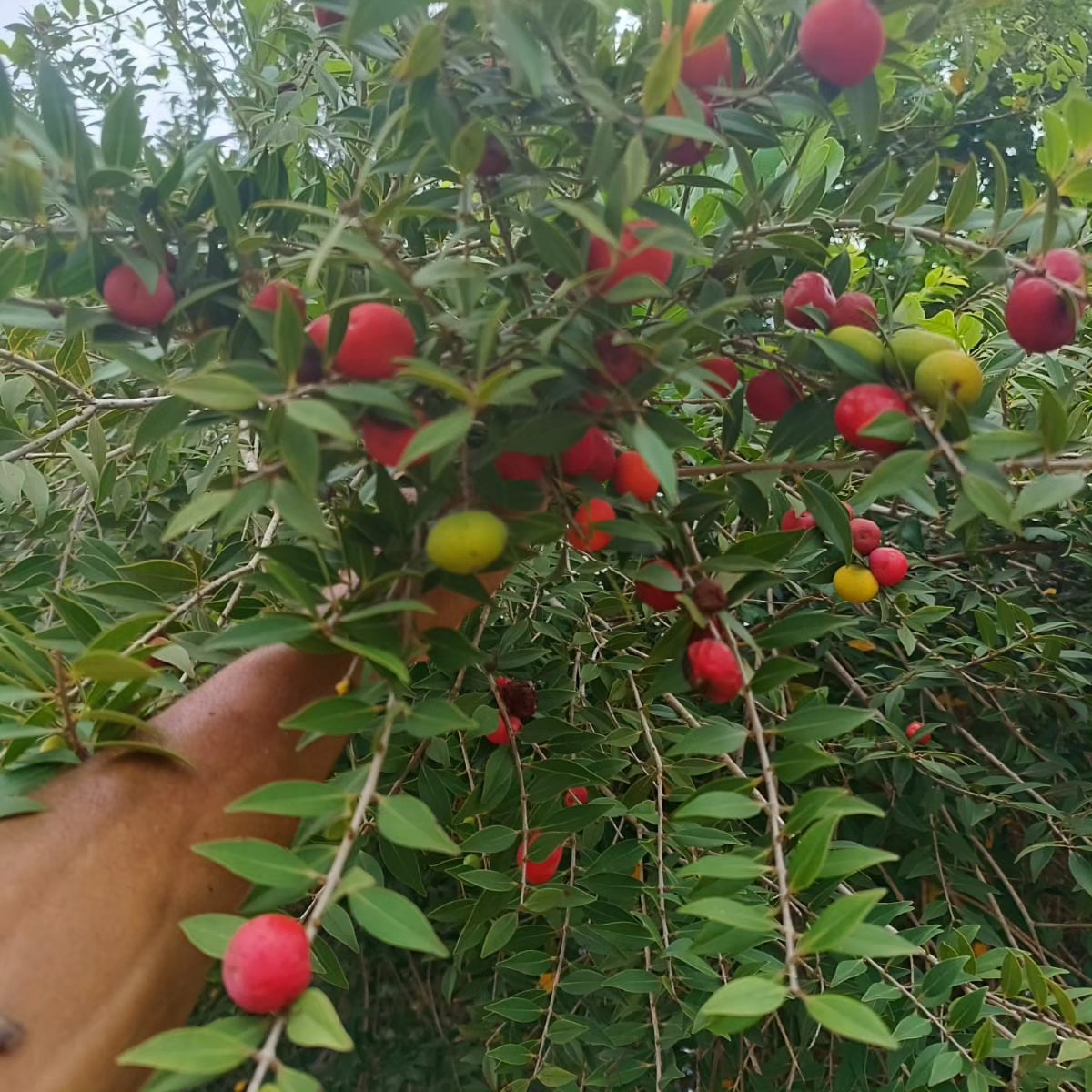 Myrciaria sp. "Pastora"