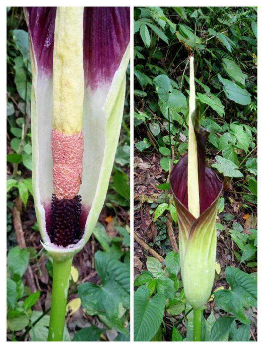 Amorphophallus raungensis "Green"