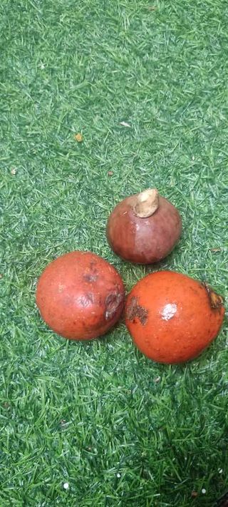 Orania sp. 'P.N.G.'