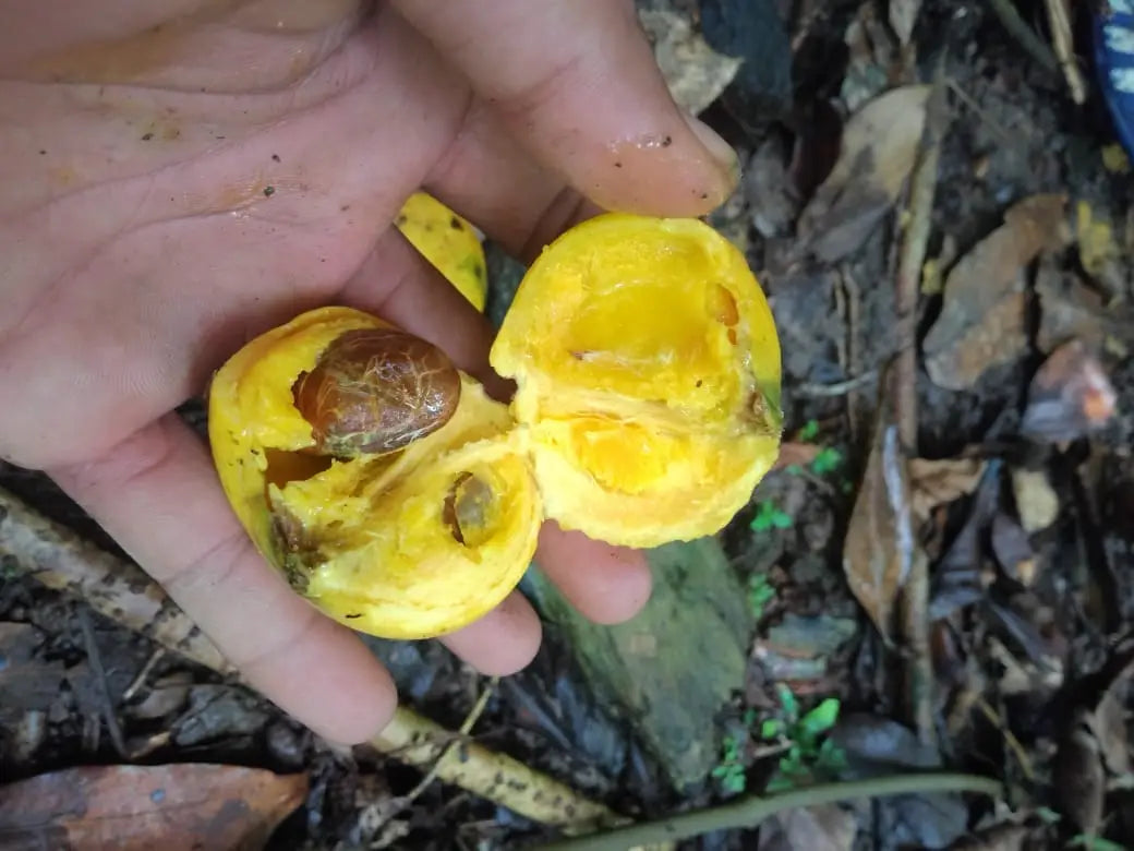 Garcina sp. "Papua Yellow"