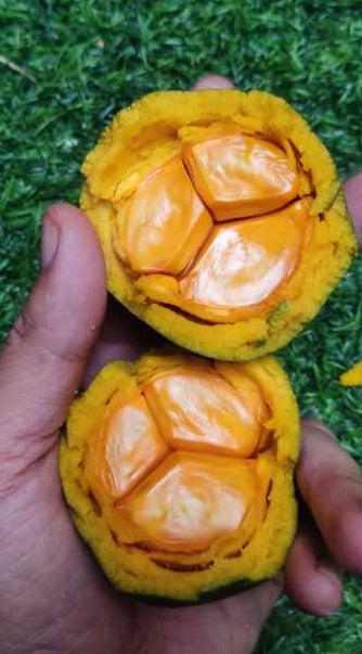 Papua Yellow Sapote