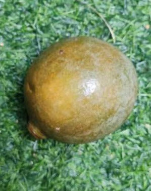 Papua Yellow Sapote
