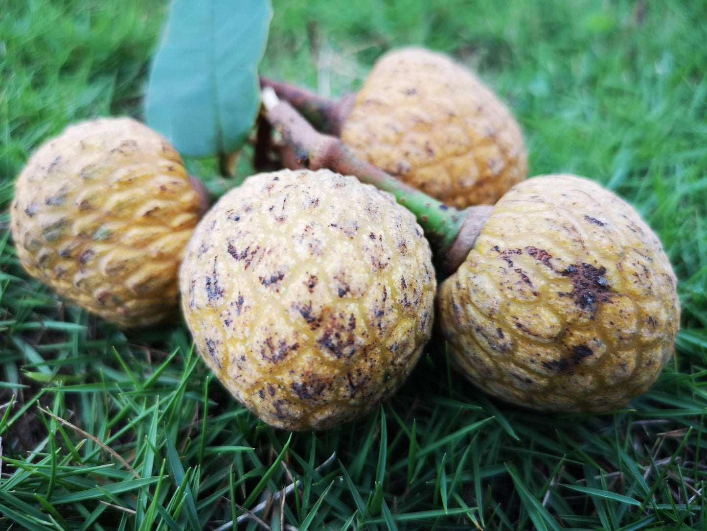 Annona papillionella "Wild anonilla"