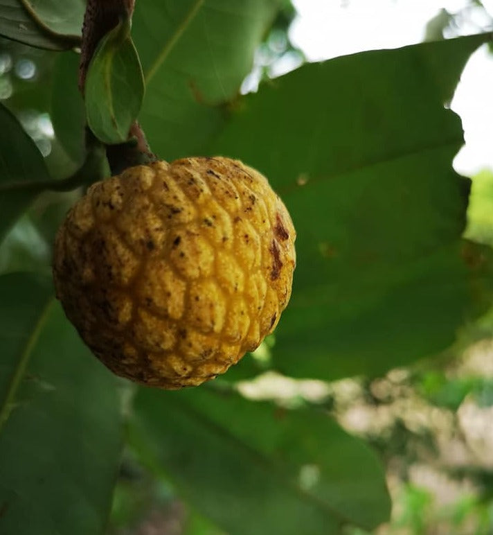 Annona papillionella "Wild anonilla"