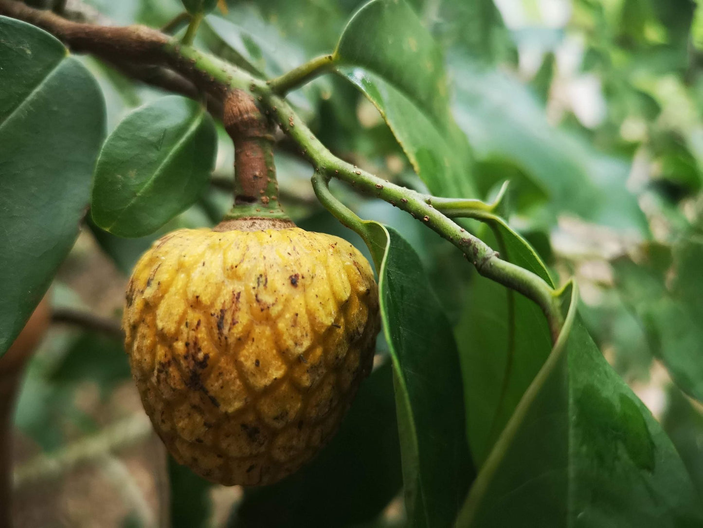 Annona papillionella "Wild anonilla"