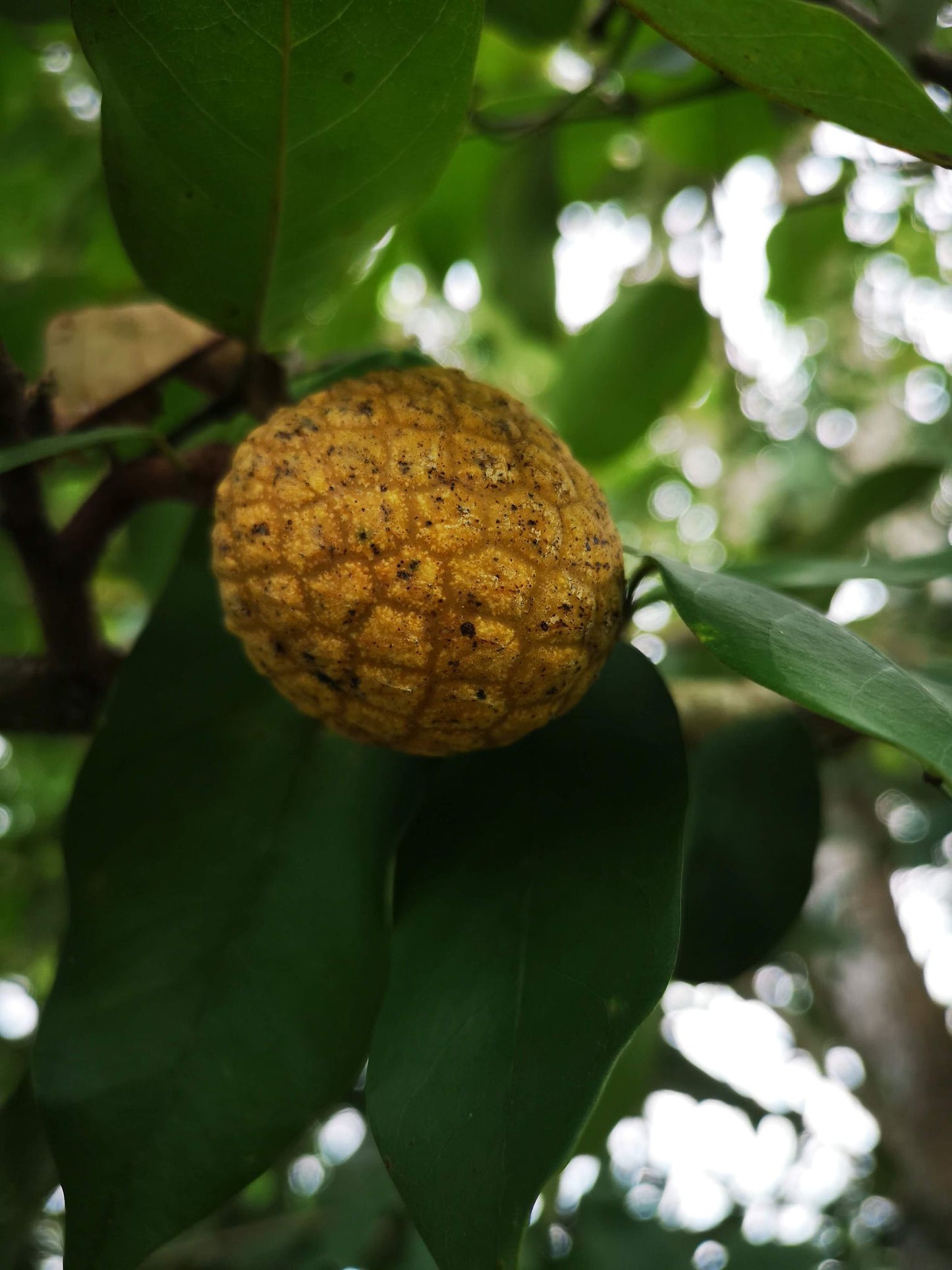 Annona papillionella "Wild anonilla"