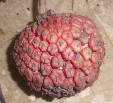 Duguetia lepidota