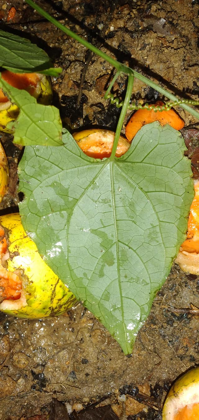 Melothria dulcis