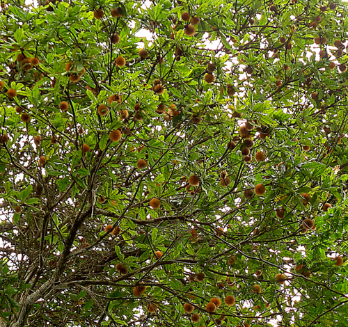 Pouteria torta cf. gallifructa