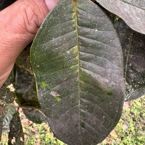 Myrcia sp “Colombiana”
