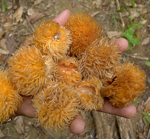 Pouteria torta cf. gallifructa