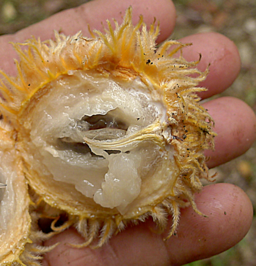 Pouteria torta cf. gallifructa
