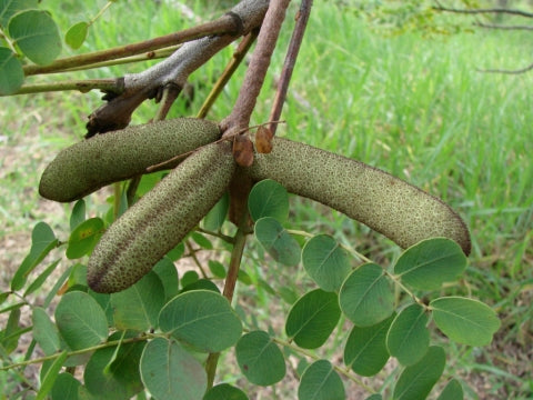 Stryphinodendron adstringens