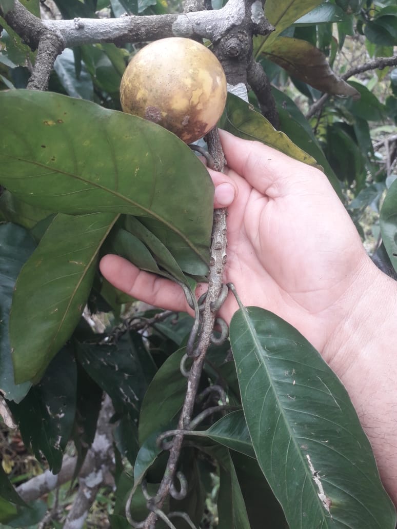 Ecclinusa sp. 'Abil Tuparí'