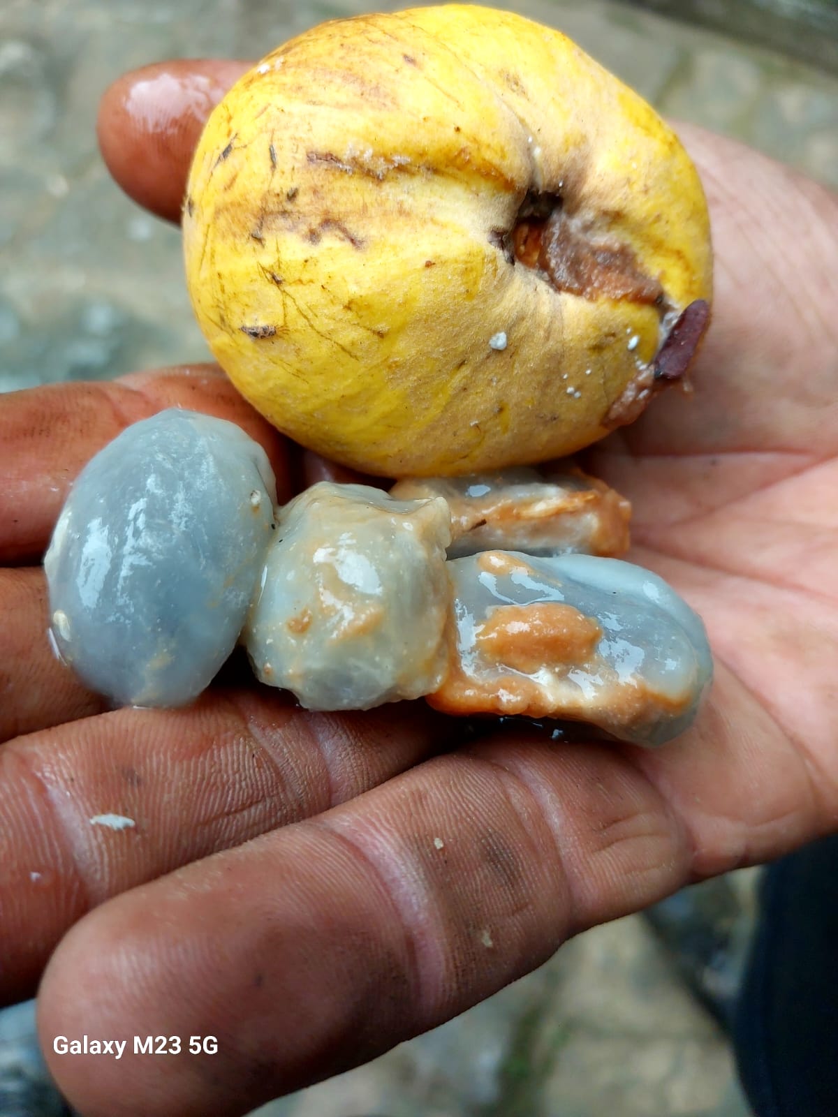 Pouteria sp. "Abiu-Cambucá"