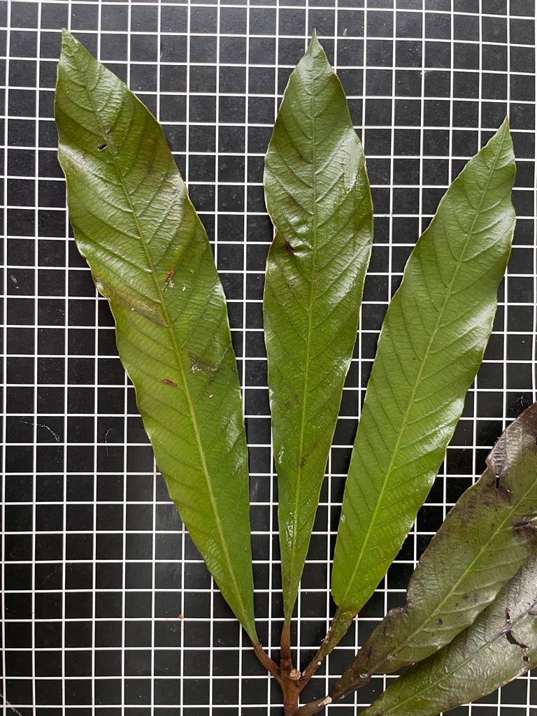 Pouteria sp. "Abiu-Cambucá"