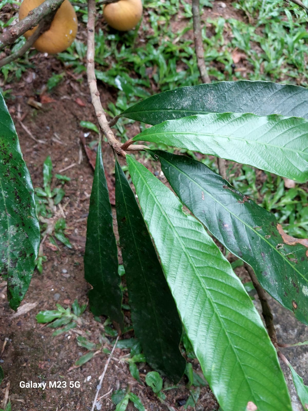Pouteria sp. "Abiu-Cambucá"