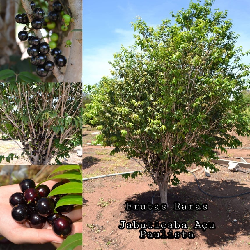 Plinia cauliflora "Acu Paulista of Otto Anderson" Jaboticaba