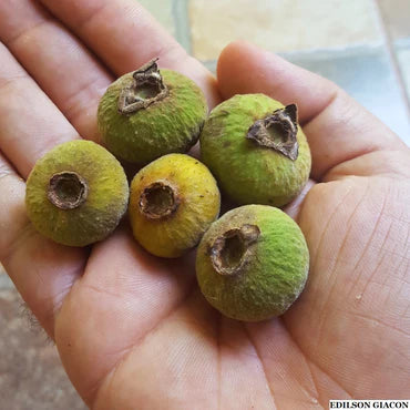 Campomanesia guazumifolia