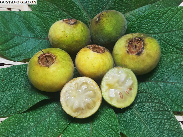 Campomanesia guazumifolia