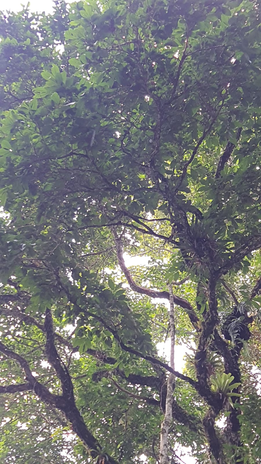 Campomanesia sp. "Jumbo Long-Neck"