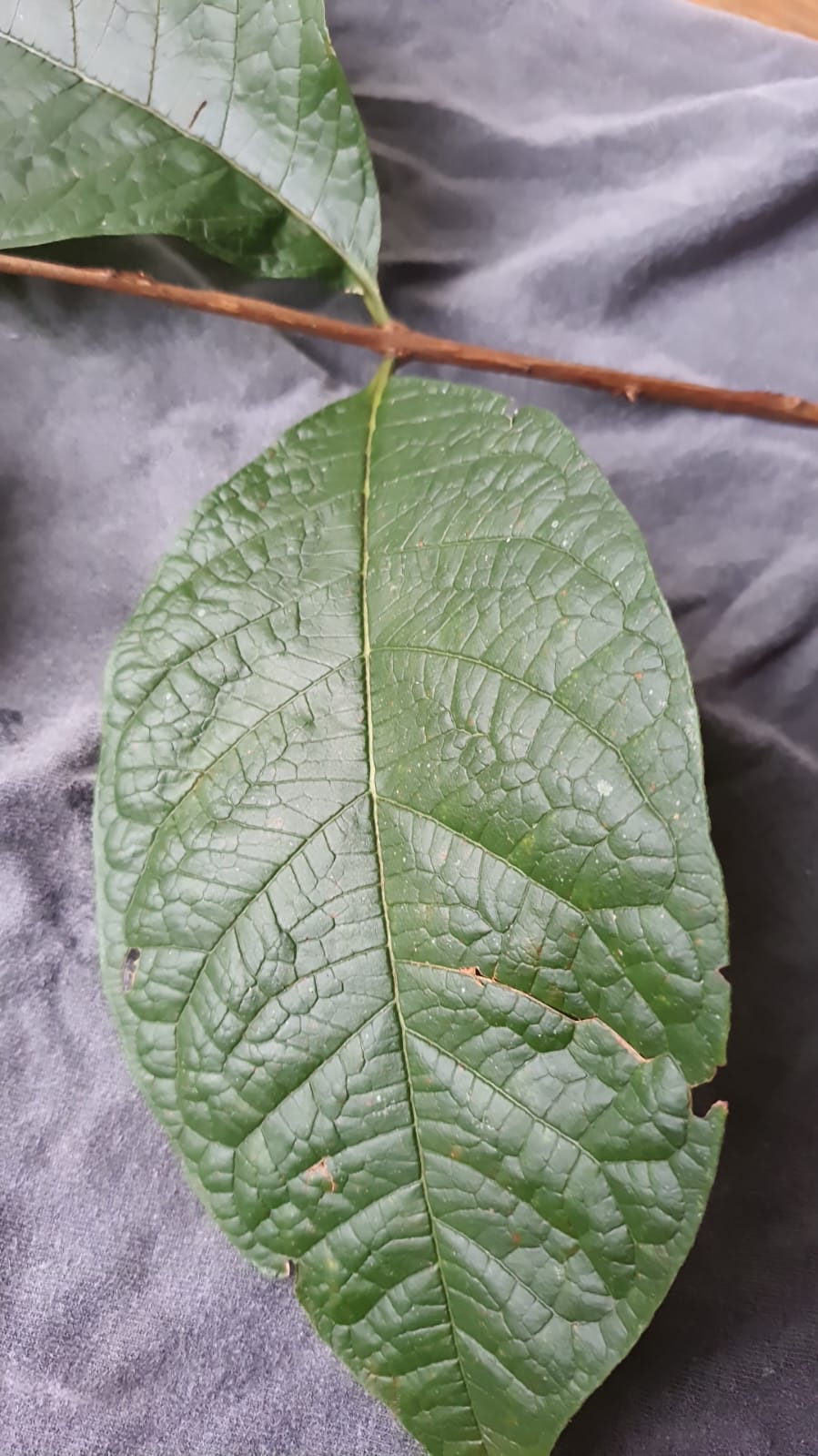 Campomanesia sp. "Jumbo Long-Neck"