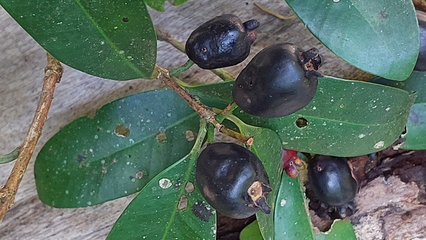 Eugenia widgrenii "Coroada Roxa"