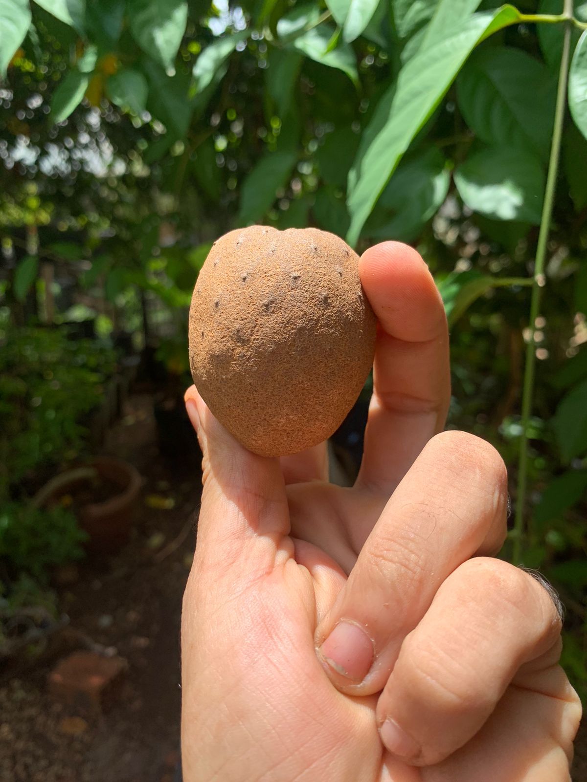 Annona sp. "DALVA X" (Annona monticola x Annona coriacea)