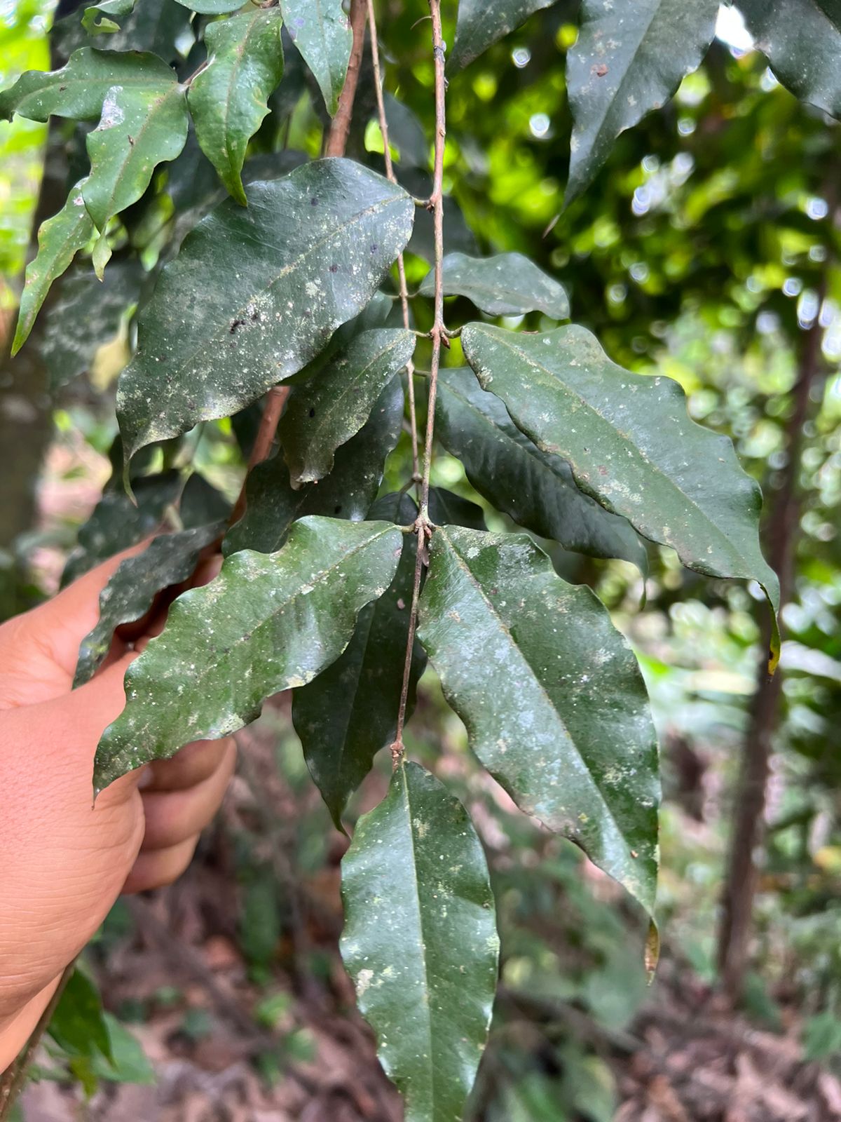 Plinia sp. "Dona Maria II Folha Gigante"