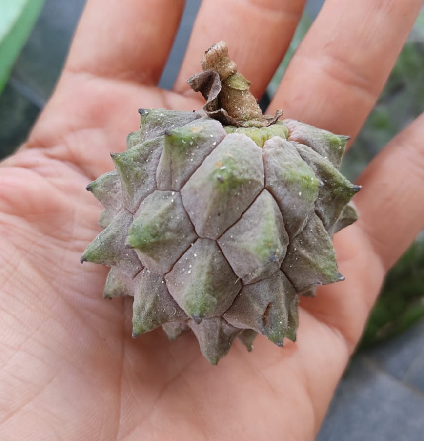 Duguetia sp. "Bahiensis"