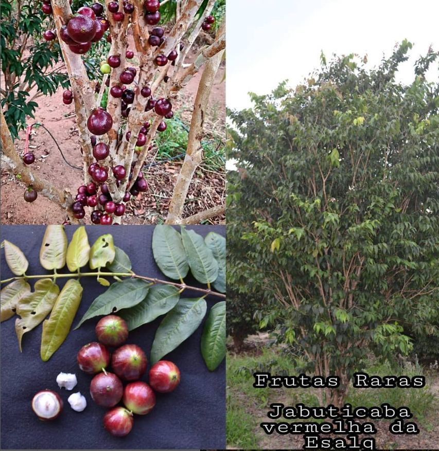 Plinia phitrantha "Vermelha da ESALQ"