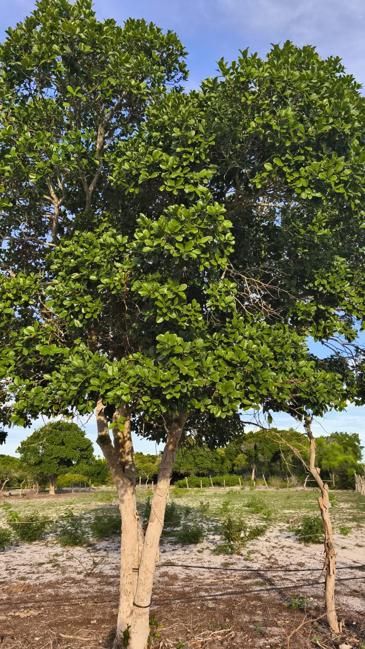 Eugenia sp. "João Branco"