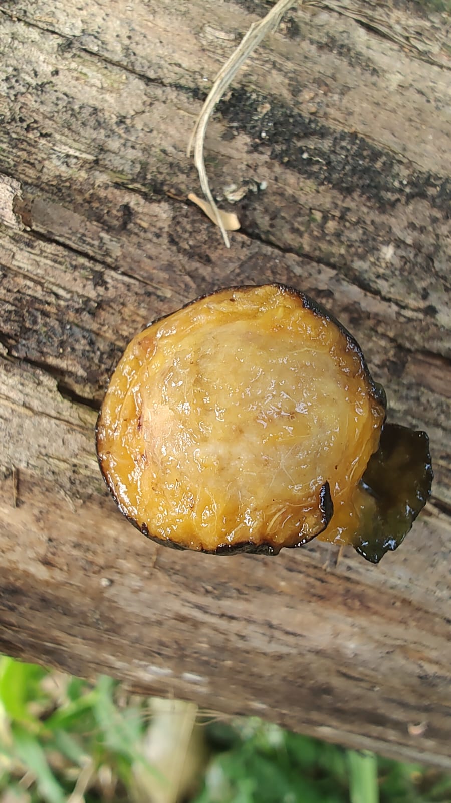 Eugenia chlorophylla