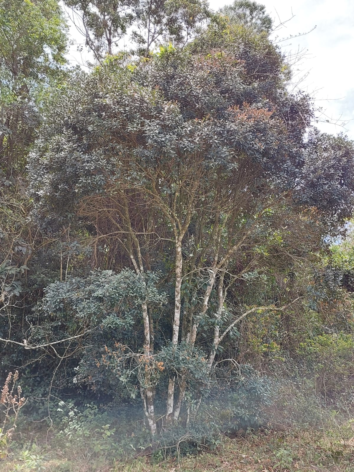 Eugenia sp. "Golden Shoots"