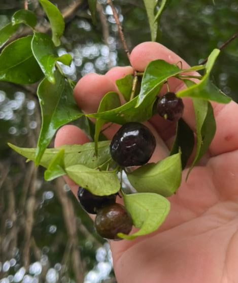Eugenia sp. 'Wild Jaboticaba'