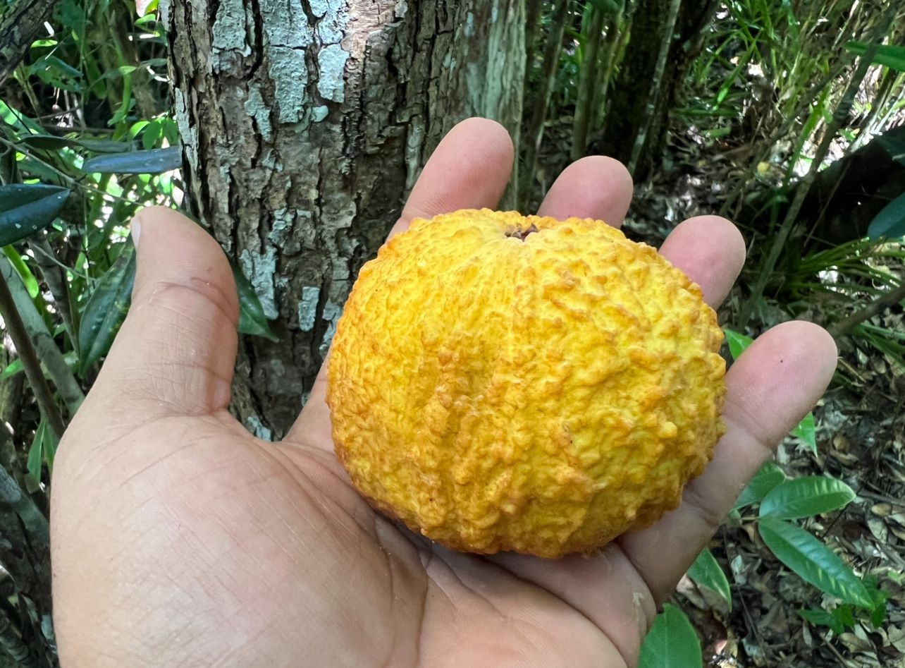 Eugenia sp. Amarela Gigante