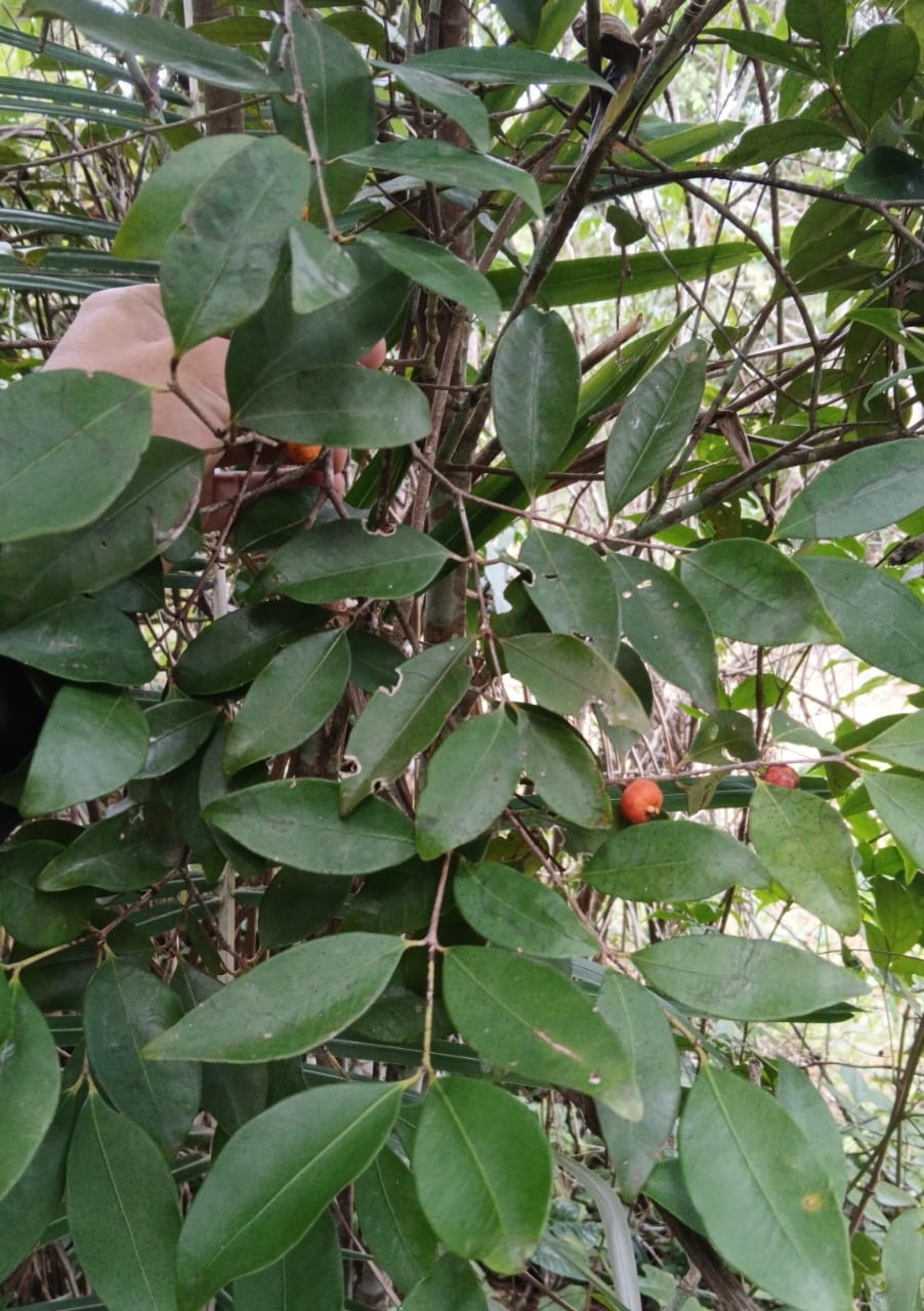 Eugenia sp. "Tangerine"