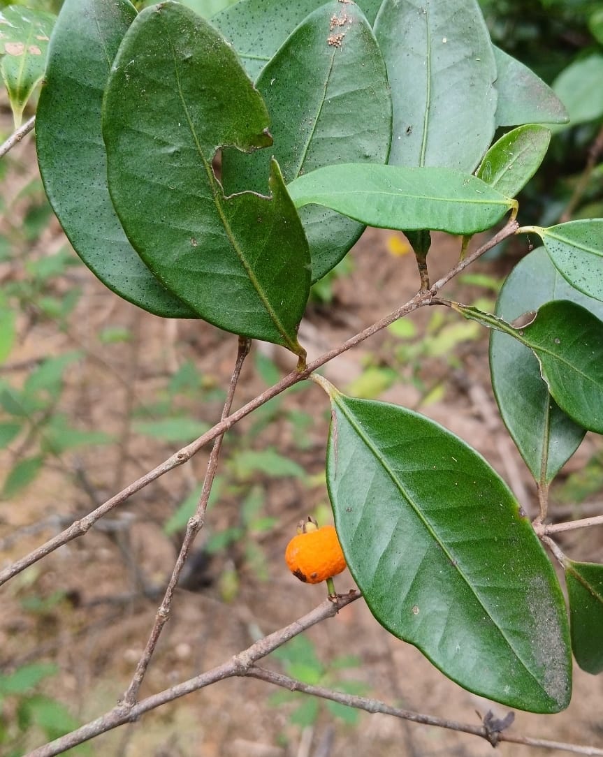 Eugenia sp. "Tangerine"