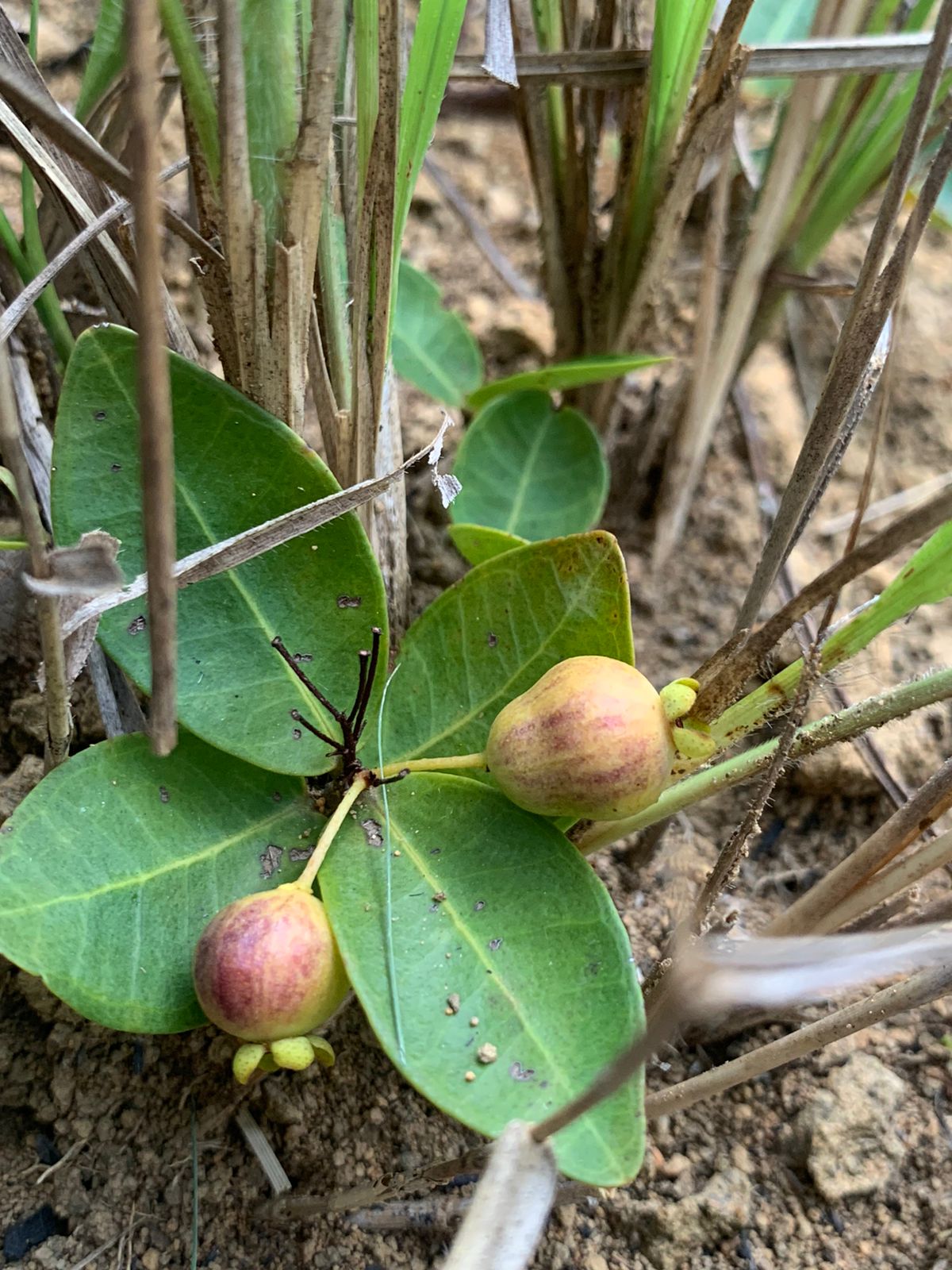 Eugenia veadeirensis - Germinated