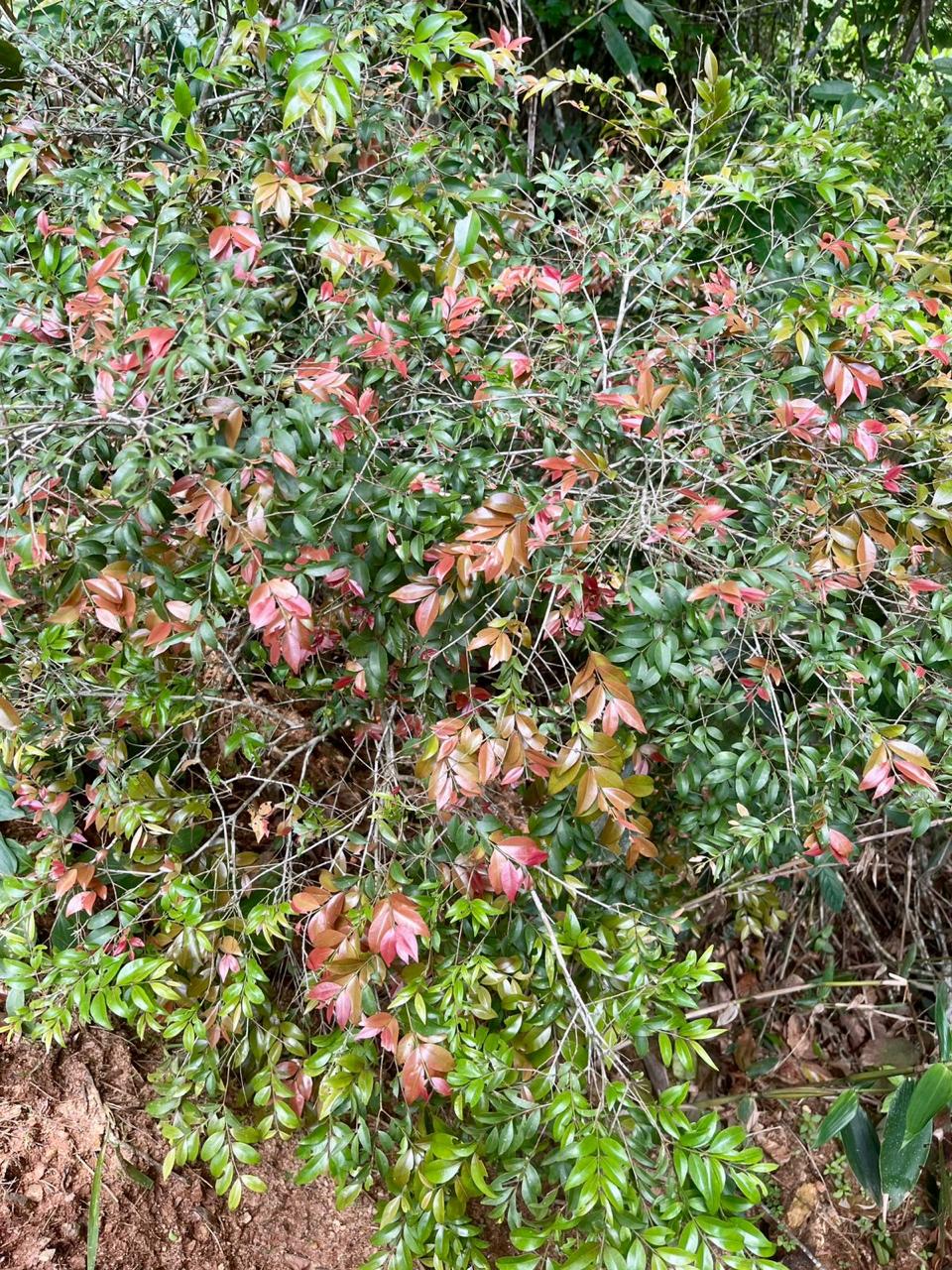 Myrciaria sp "RJ Flamengo"