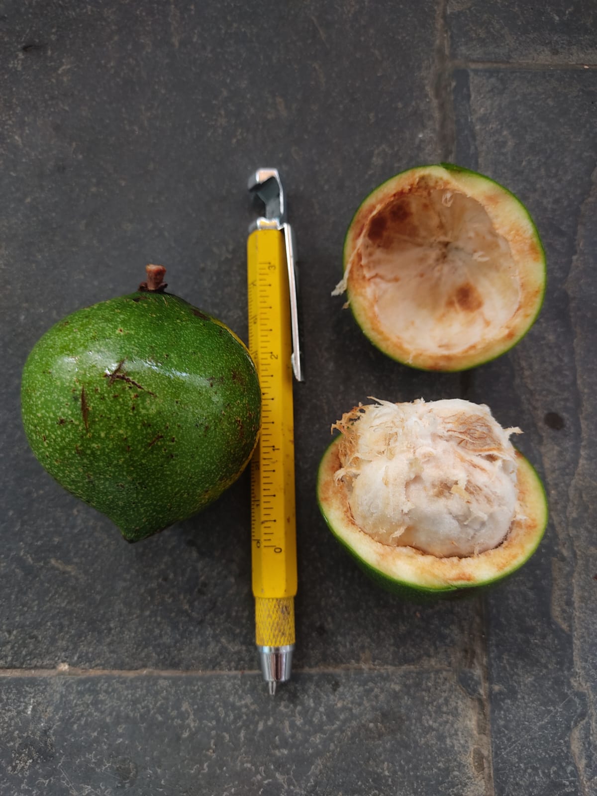 Garcinia bahiensis