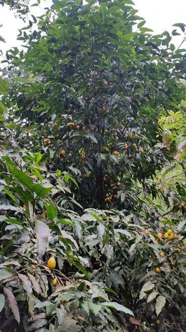 Garcinia sp. "Medroño"