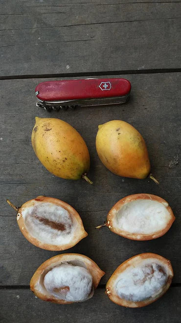 Garcinia sp. "Medroño"