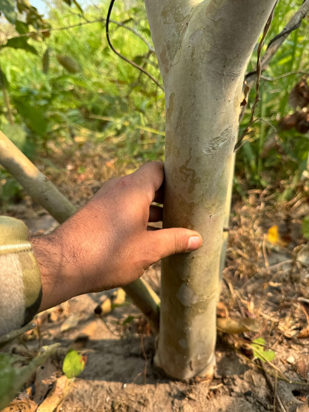 Psidium sp. "Goiaba Amazônica Rondônia"